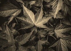 Szary + Sepia