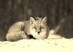 Sepia