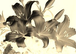 Sepia + Negatyw
