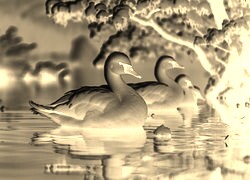 Sepia + Negatyw