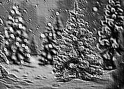 Skamielina