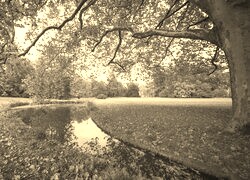 Szary + Sepia