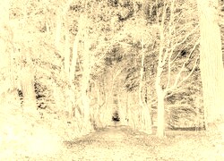 Sepia + Negatyw