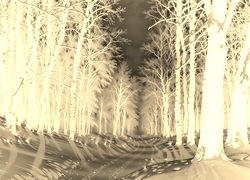 Sepia + Negatyw