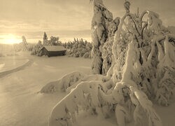 Szary + Sepia