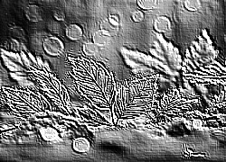 Skamielina