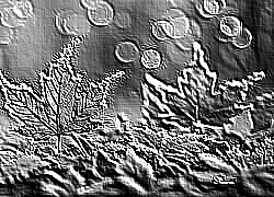 Skamielina