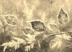 Sepia