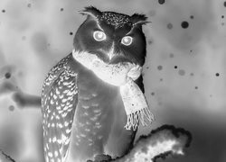 Szary + Negatyw