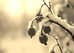 Szary + Sepia