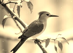 Sepia