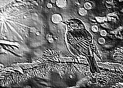 Skamielina