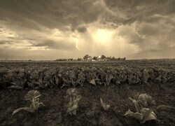 Szary + Sepia
