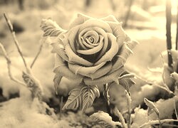 Szary + Sepia