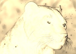 Sepia + Negatyw