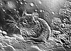 Skamielina