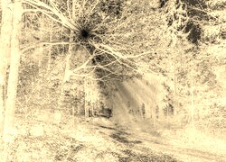 Sepia + Negatyw