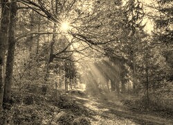 Sepia
