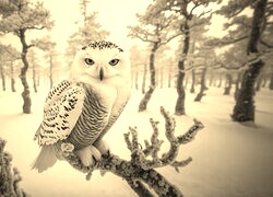 Szary + Sepia