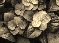 Szary + Sepia