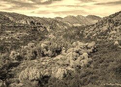 Sepia