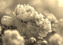 Szary + Sepia