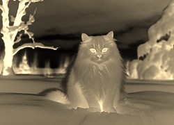 Sepia + Negatyw