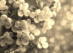 Szary + Sepia