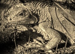 Szary + Sepia