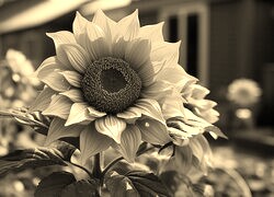 Sepia