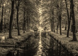 Szary + Sepia
