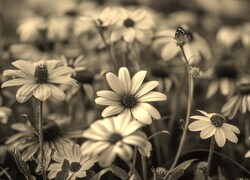 Szary + Sepia