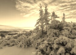 Sepia