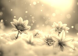 Szary + Sepia