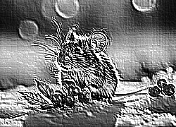 Skamielina