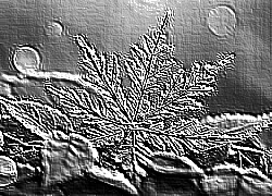 Skamielina