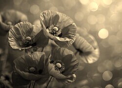 Szary + Sepia
