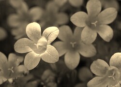Szary + Sepia