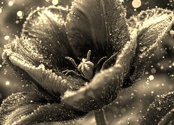 Szary + Sepia