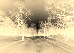Sepia + Negatyw