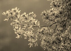 Szary + Sepia