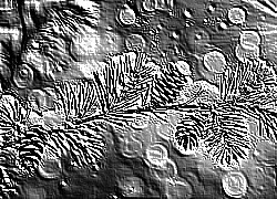 Skamielina