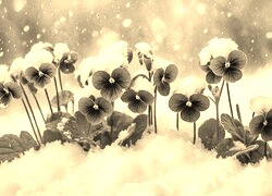 Szary + Sepia