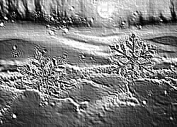 Skamielina