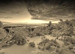 Szary + Sepia