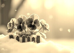 Szary + Sepia