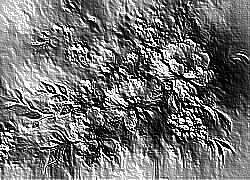 Skamielina