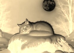 Sepia + Negatyw