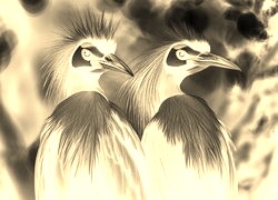 Sepia + Negatyw
