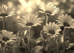Szary + Sepia